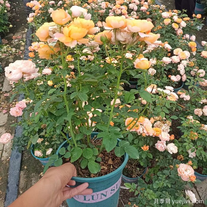 月季冬季换盆操作方法与注意事项(图1) 月季冬季换盆操作方法与注意事项(图1)