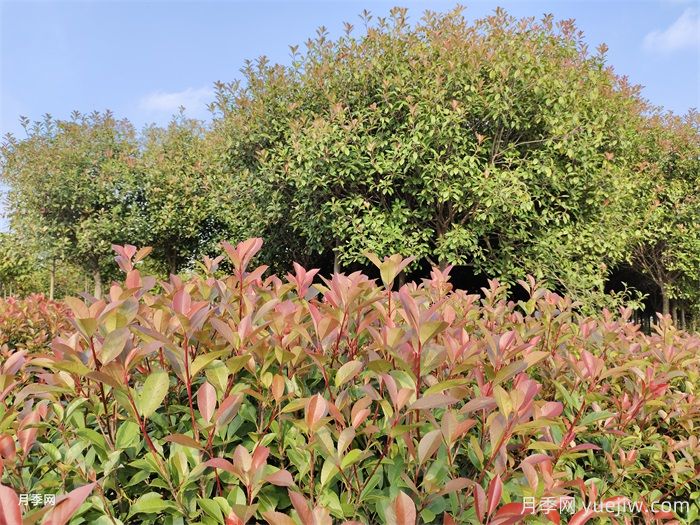 苗木科普：红叶石楠(图1)