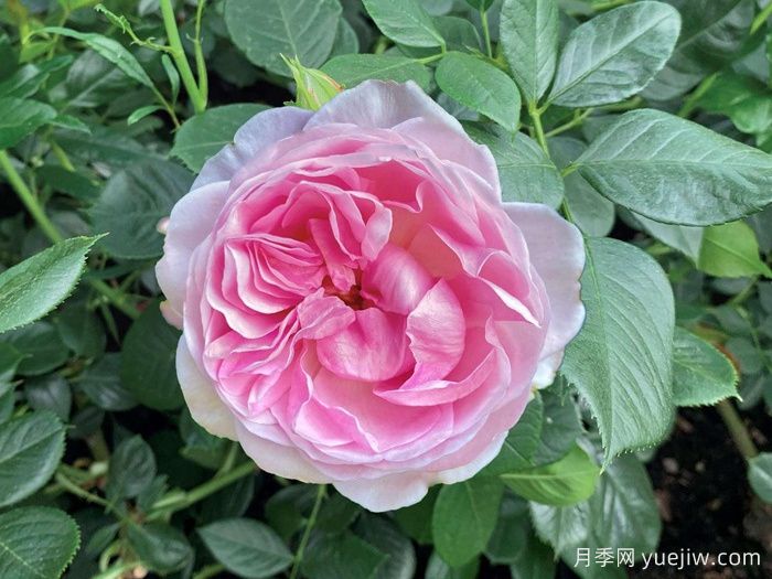 月季推荐,铂金庆典月季(图1) 月季推荐,铂金庆典月季(图1)
