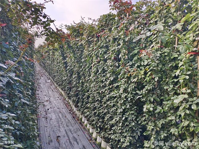 盆栽藤本月季该如何换盆？藤本月季更换盆土的方法(图1)