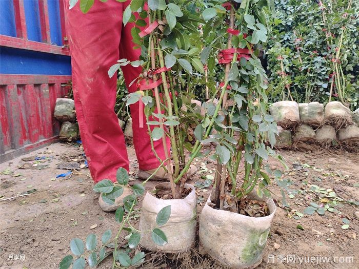 盆栽藤本月季该如何换盆？藤本月季更换盆土的方法(图2)