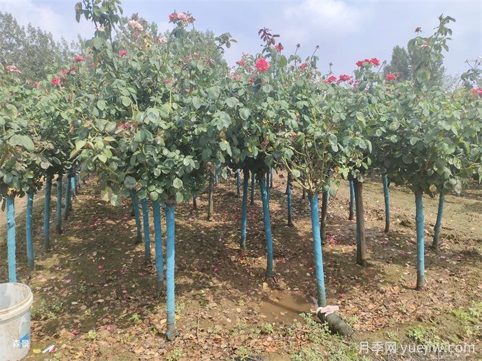 南方冬季树状月季修剪注意事项(图2)