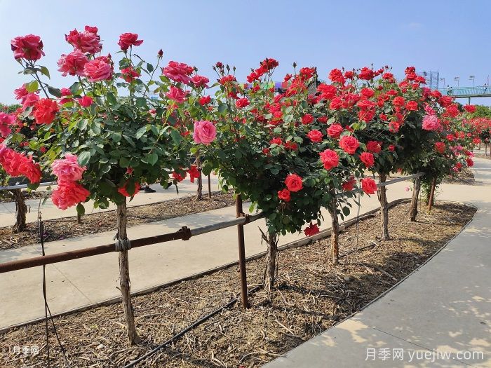 什么是绿化养护的精细化管理?(图1) 什么是绿化养护的精细化管理?(图1)