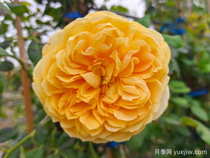 推荐13款香水月季品种，香味浓郁是真香(图3)