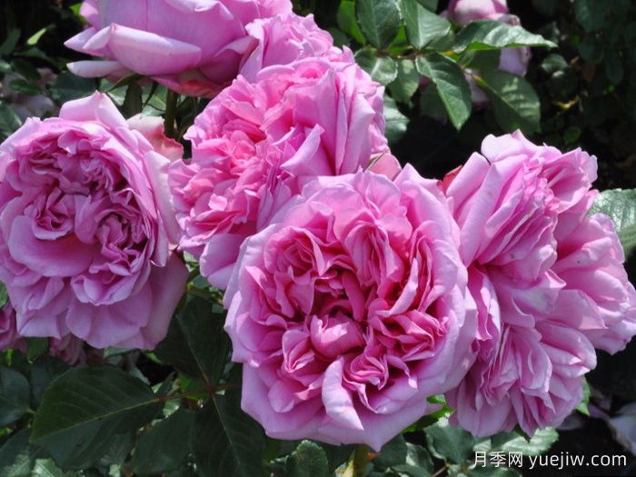 庞巴度月季，又美又香，花园里的百变能手(图1)