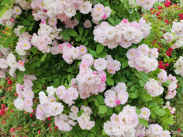 爬藤植物怎么选？八要八不要！(图1)