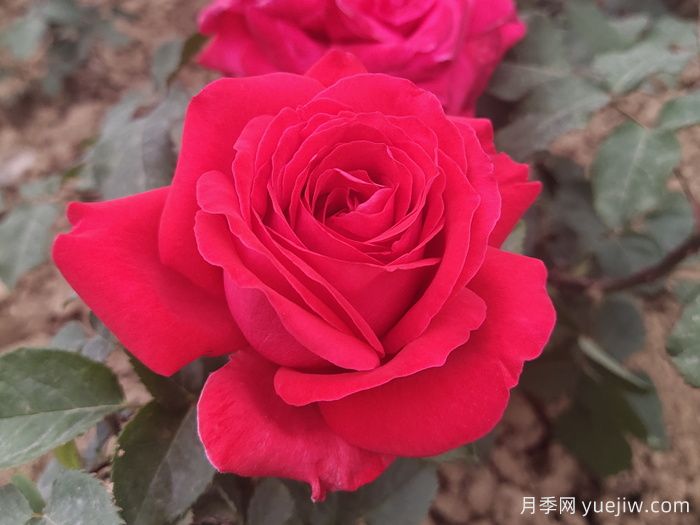 畅游南阳,认识名品月季(图4) 畅游南阳,认识名品大花月季(图4)