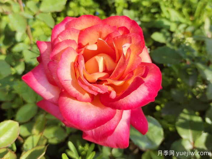 畅游南阳,认识名品月季(图3) 畅游南阳,认识名品大花月季(图3)