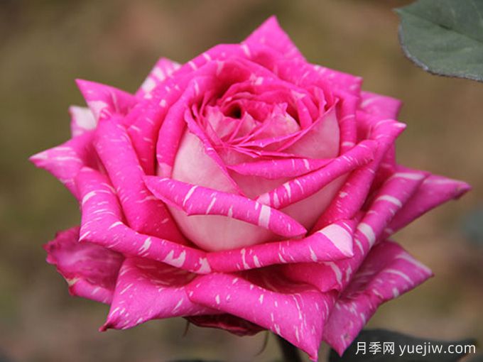 畅游南阳,认识名品月季(图5) 畅游南阳,认识名品大花月季(图5)