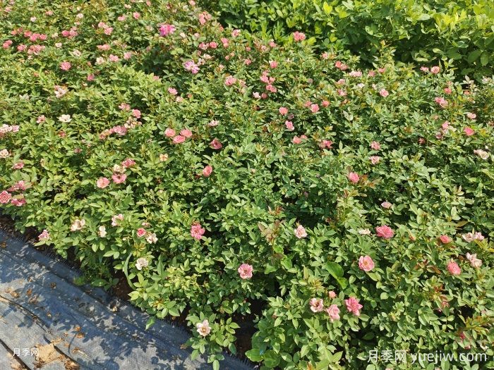 盆栽月季在园林绿化中广泛应用的优点？(图2)