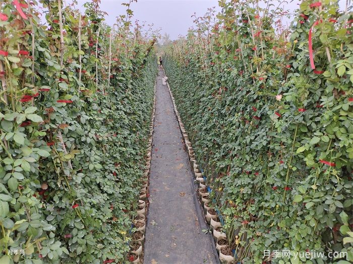 罗衣月季的优点缺点和养护要点(图2) 罗衣月季的优点缺点和养护要点(图2)