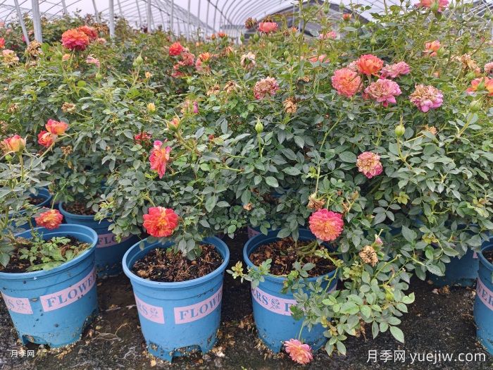 冬天要把月季花的叶子全部剪掉吗？(图1)