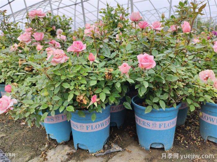 常见花盆的选择和基础知识，养花必看(图1)