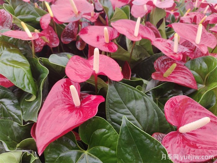 十种最受欢迎的年宵花盘点，2025红红火火(图1)