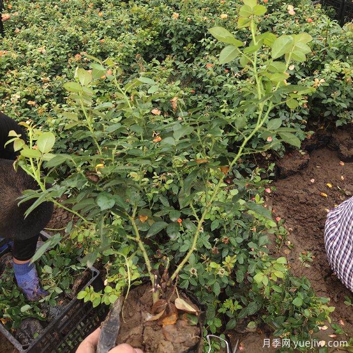 冬季植物怎样养护?(图1) 冬季植物怎样养护?(图1)