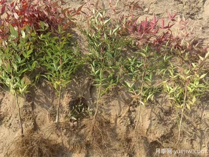 植物科普：南天竹(图1)