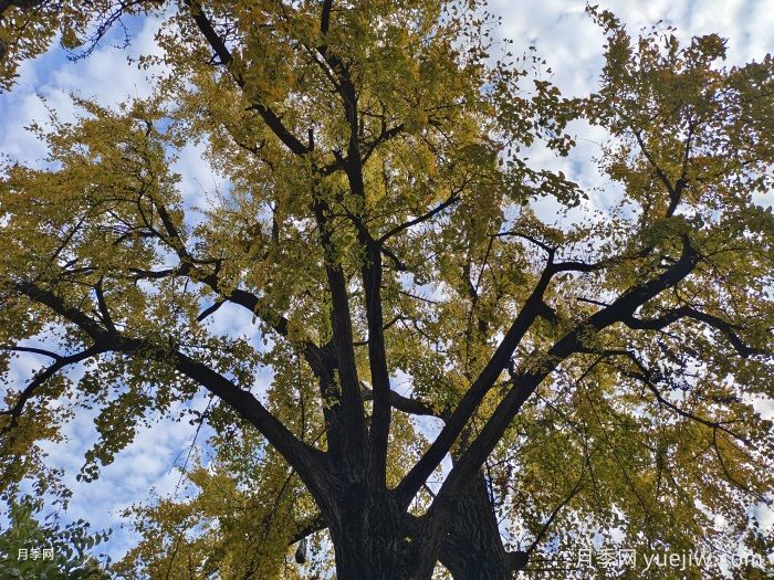 什么是古树名木？目前现状(图1)