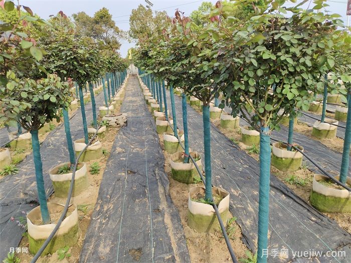 园林植物3种保温措施的技术要点(图1) 园林植物3种保温措施的技术要点(图1)