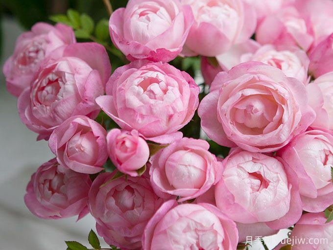 草莓杏仁饼月季推荐，花期长开花勤(图1)