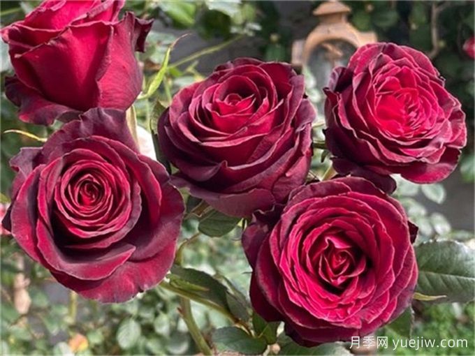 黑巴克月季，花友心中唯一的黑玫瑰(图1)