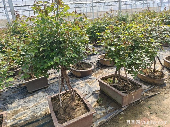 七大技巧让月季安稳越冬(图1) 七大技巧让月季安稳越冬(图1)