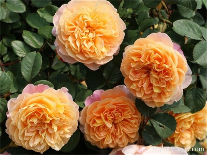 印象派月季推荐,印象派的优点和缺点(图1) 印象派月季推荐,印象派的优点和缺点(图1)