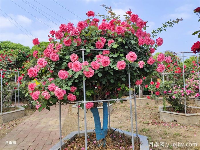 月季界的新宠,树状月季养护注意事项(图1) 月季界的新宠,树状月季养护注意事项(图1)