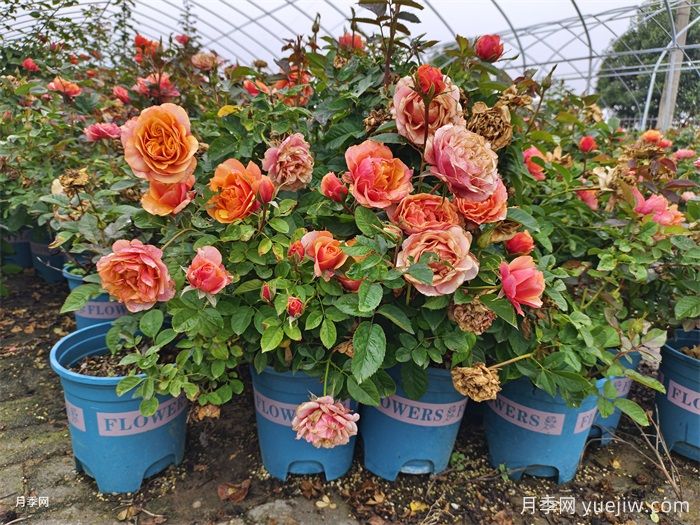 一般花友不敢养月季的3个原因(图1)