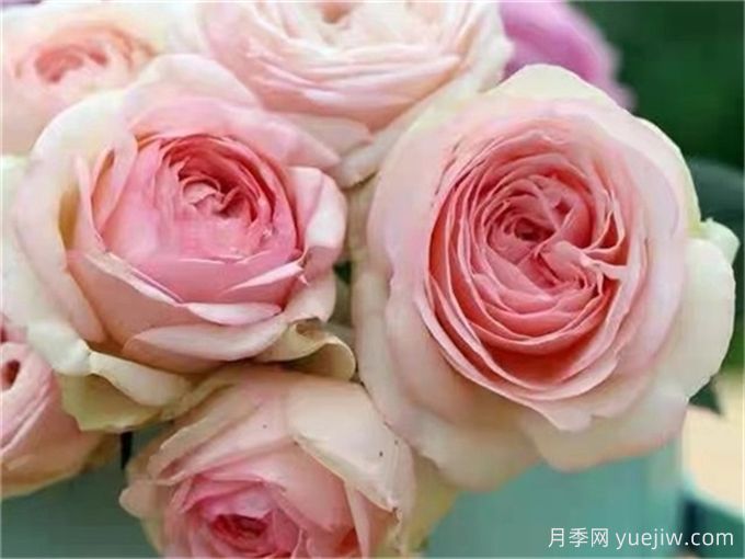 为10区花友问一下，有跟粉龙差不多的月季品种吗？(图6)