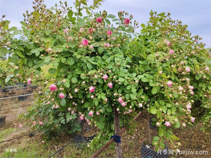 胭脂扣月季，为什么那么多人喜欢？(图3)