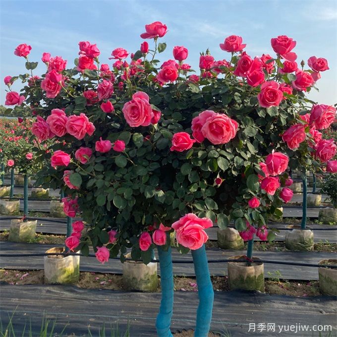 树状月季,春夏秋冬养护有办法(图1) 树状月季,春夏秋冬养护有办法(图1)
