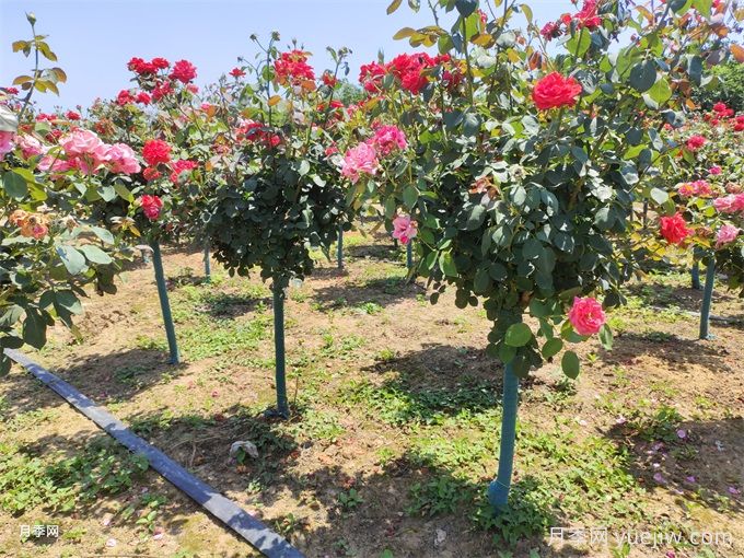 树状月季的介绍及养护管理(图1)