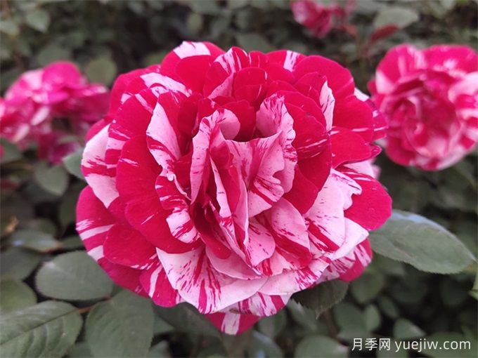 大花月季开花时间长吗?(图1) 大花月季开花时间长吗?(图1)