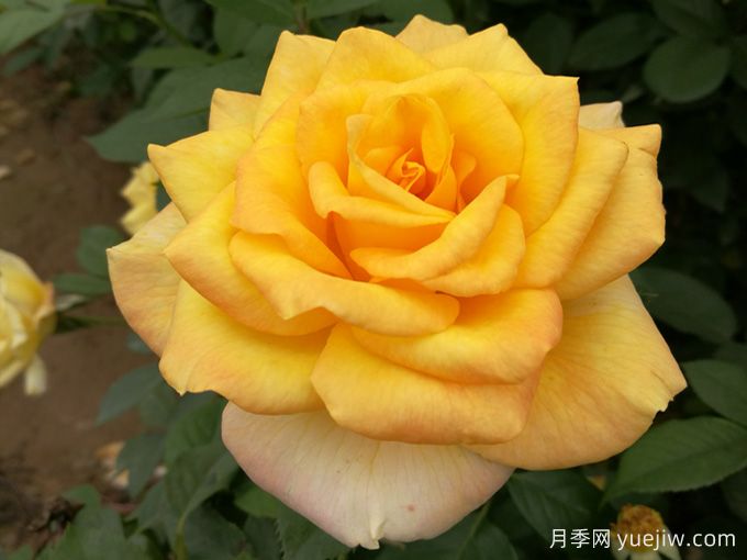 大花月季开花时间长吗?(图2) 大花月季开花时间长吗?(图2)