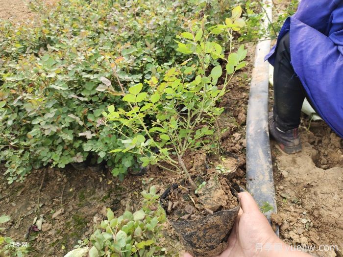 盆栽月季的日常养护，水肥施足，及时修剪，保证营养(图3)