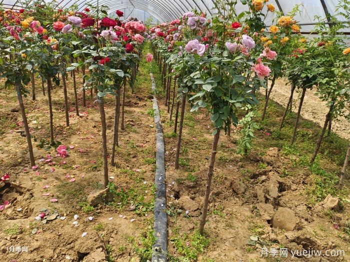 矮干树状月季嫁接技术(图2)