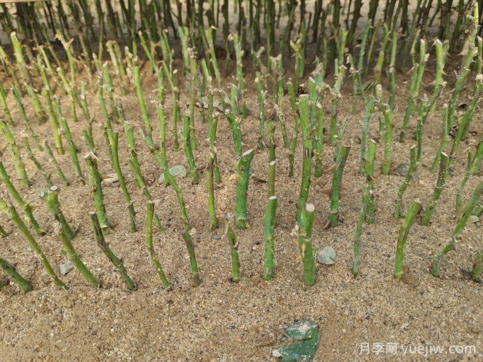 盆栽月季怎么种？(图2)