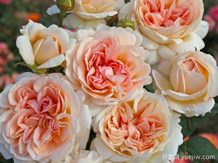 大公夫人路易斯月季和童话魔法月季有什么区别？(图1)