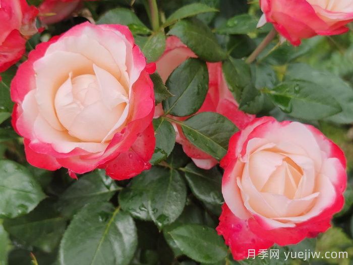 月季介绍之德国丹陶怀旧乡愁月季(图1) 月季介绍之德国丹陶怀旧乡愁月季(图1)