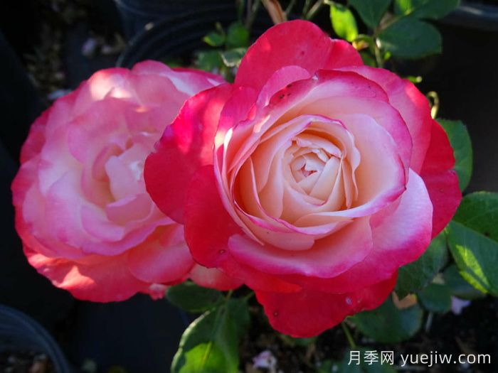 月季介绍之德国丹陶怀旧乡愁月季(图2) 月季介绍之德国丹陶怀旧乡愁月季(图2)