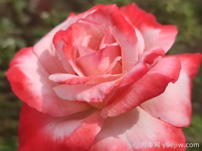 月季介绍，丹顶月季(图1)