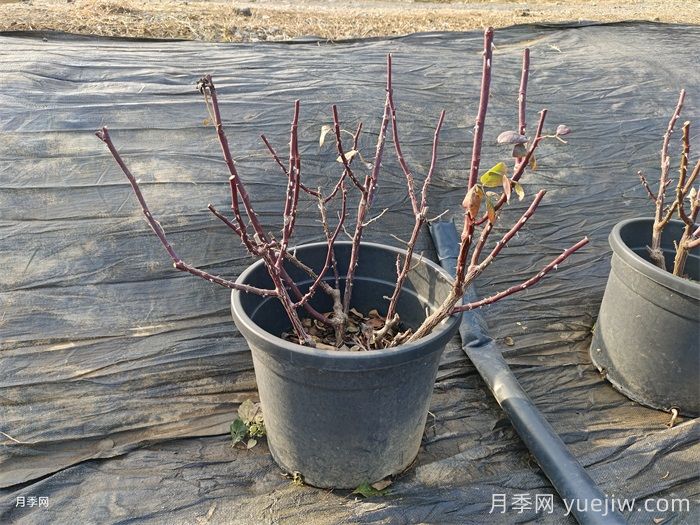 大花月季丰花月季微型月季的冬季修剪(图1) 大花月季丰花月季微型月季的冬季修剪(图1)