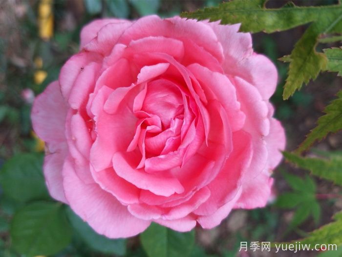 花宫娜月季，没有缺点，又美又仙，抗病又勤花(图1)