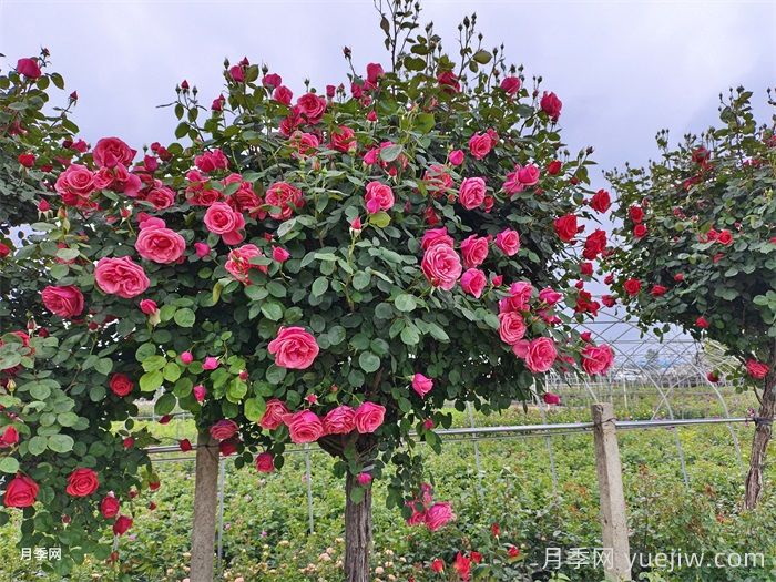 月季花开艳满城,淮安匠心打响市花月季品牌(图3) 月季花开艳满城,淮安匠心打响市花月季品牌(图3)