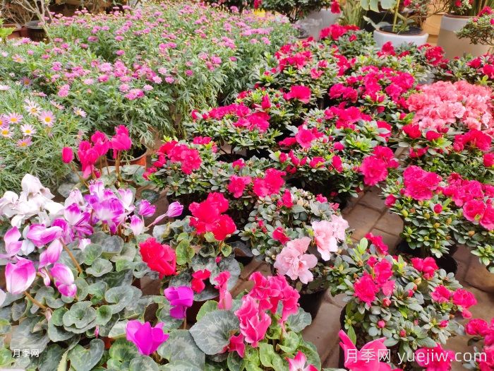 城市园林造景中观赏草的应用至关重要(图1) 城市园林造景中观赏草的应用至关重要(图1)