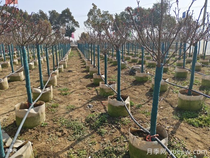 月季花冬季施肥和修剪可以同时进行吗?(图2) 月季花冬季施肥和修剪可以同时进行吗?(图2)