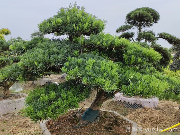 园林工程中针叶树的应用价值和品种推荐(图1) 园林工程中针叶树的应用价值和品种推荐(图1)