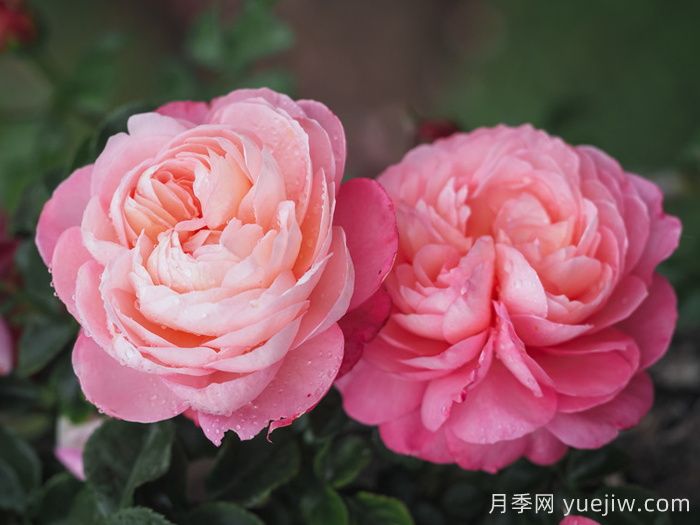 彩笔浪漫月季，浪漫多色的大花藤本月季(图2)