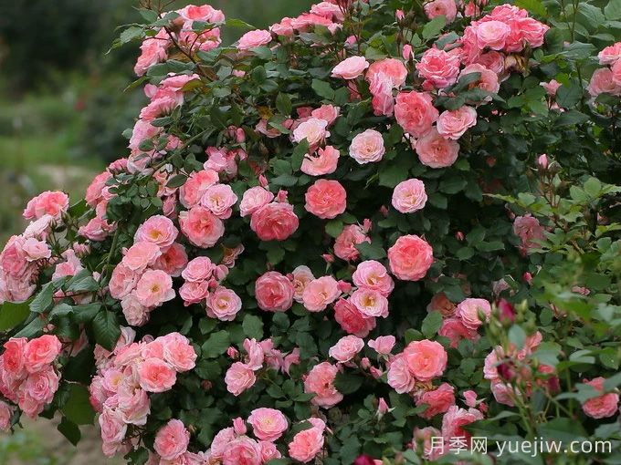 6种复花能力强的藤本月季,爬藤开花机器(图3) 6种复花能力强的藤本月季,爬藤开花机器(图4)