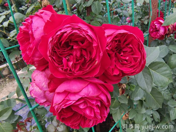 6种复花能力强的藤本月季,爬藤开花机器(图4) 6种复花能力强的藤本月季,爬藤开花机器(图5)